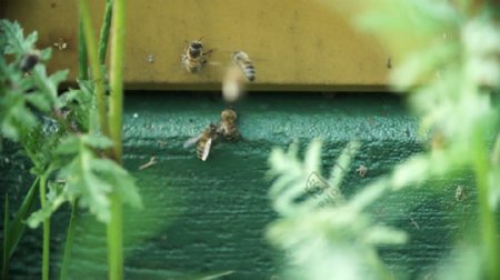 蜜蜂在蜂巢特写
