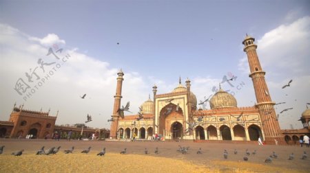 贾玛清真寺前的一群鸽子