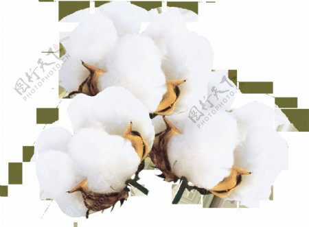 白色纯净的棉花png元素素材