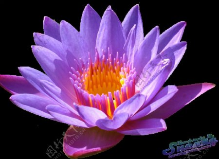 紫色荷花睡莲免抠png透明图层素材