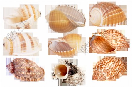 9种颜色形状各异的海螺免抠png透明素材