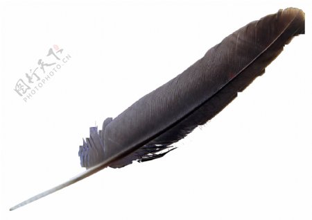 黑色漂亮羽毛免抠png透明图层素材