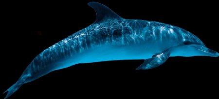 漂亮蓝色海豚免抠png透明图层素材