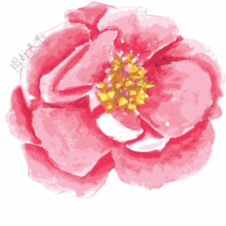 粉色美丽花卉透明素材
