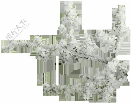 茂盛开放的白色花朵png元素素材