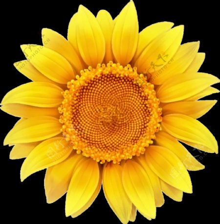色彩鲜艳黄色向日葵png透明素材