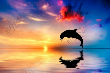 海豚跳出水面海洋日落