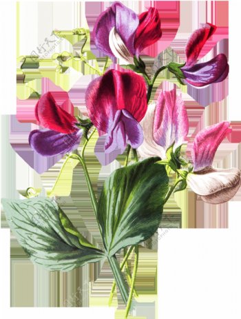 粉紫花瓣卡通透明素材