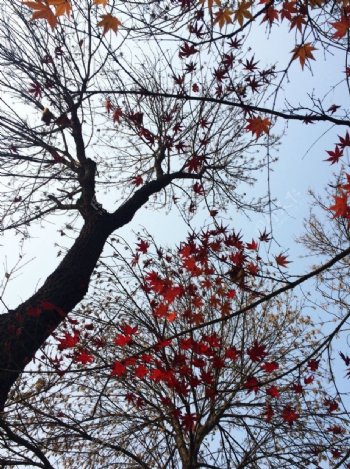 深秋初冬的树