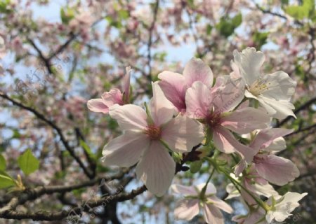 樱花摄影