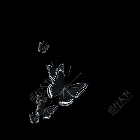 黑翅蝴蝶卡通透明素材