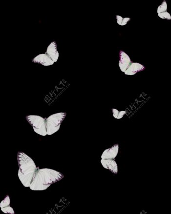 白斑蝴蝶卡通透明素材