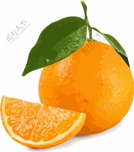 插画手绘橙色橙水果素材AI矢量水果元素