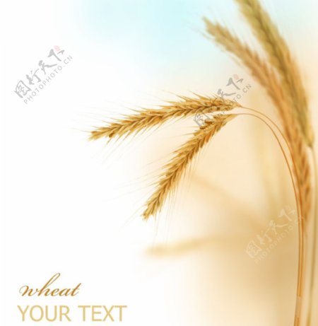 小麦版式背景底图