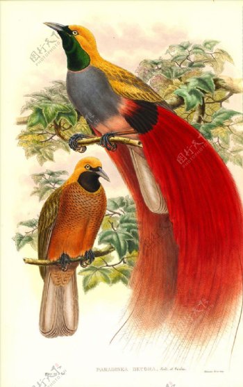高清手绘小鸟彩色鸟类插画