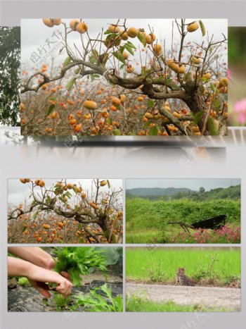 4K柿子树乡村农业采摘旅游景观