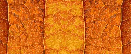秋季树叶叶脉矢量纹理