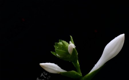 白玉簪花