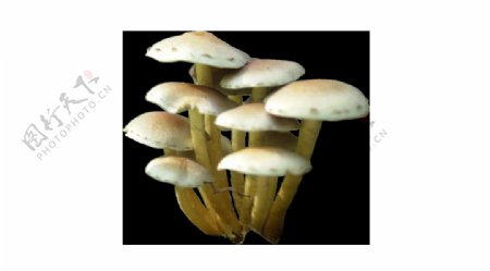 白色伞状蘑菇元素