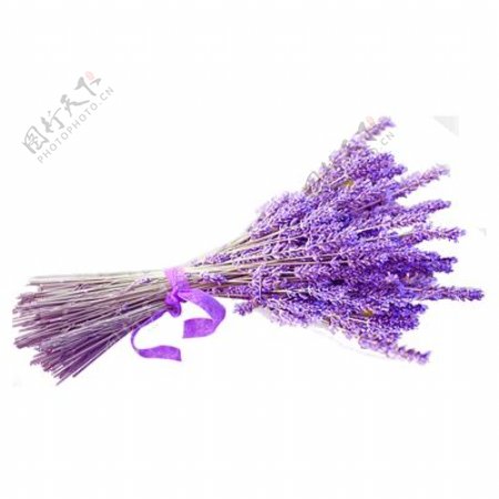 浪漫紫色薰衣草花朵花束实物元素