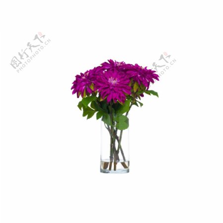 鲜艳紫红色花朵花束实物元素