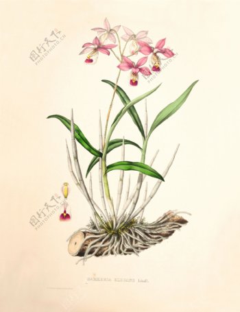 手绘花朵兰花插画植物自然