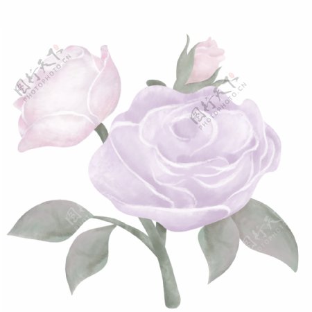 典雅手绘紫色玫瑰花
