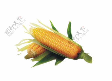 玉米粮食素材设计元素图案