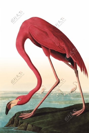 红色动物丹顶鹤画