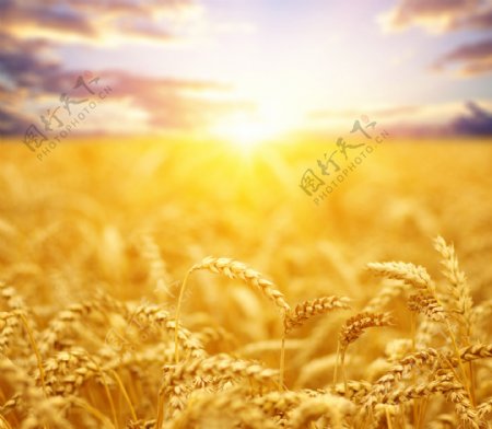 天空麦子黄昏丰收