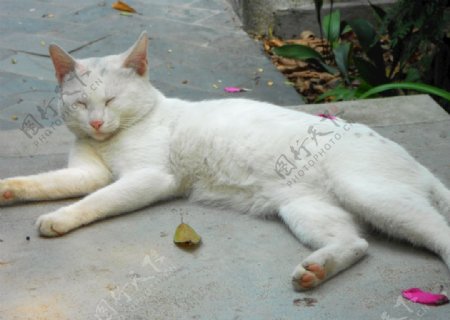 刚睡醒的白色小野猫