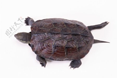 野生动物海龟