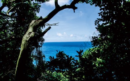 巴厘岛旅游海边的树