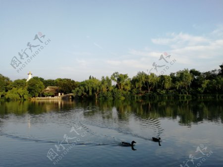 扬州瘦西湖湖中黑天鹅