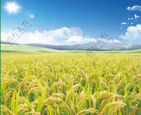 农业水稻场景