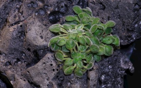 苦苣苔植物