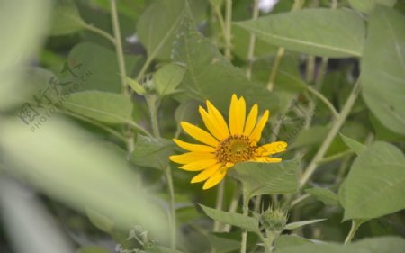 菊芋