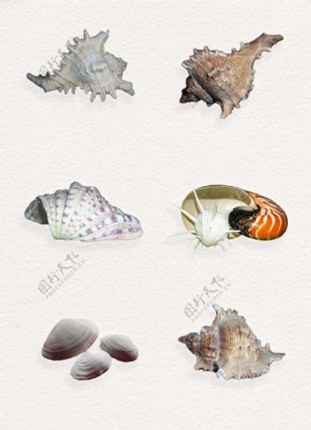 海鲜实物海螺和蛤蜊png素材合集