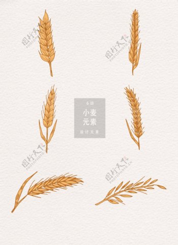 手绘小麦设计元素