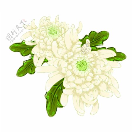 手绘两朵白色菊花原创免抠设计元素