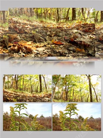 大自然森林公园树叶满地视频素材