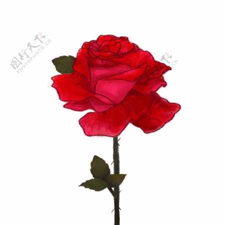 手绘红色玫瑰花元素