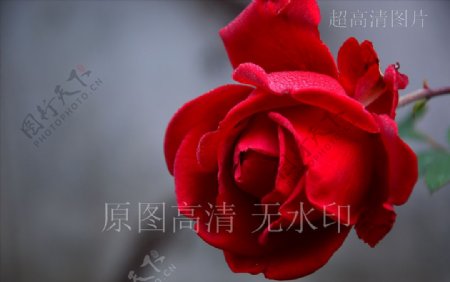 高清摄影鲜花绽放红玫瑰