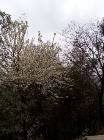 李树开满花