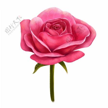 情人节红色的玫瑰花