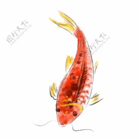 手绘水彩金鱼插画