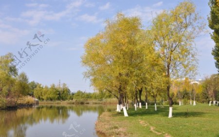 公园湖边的柳树