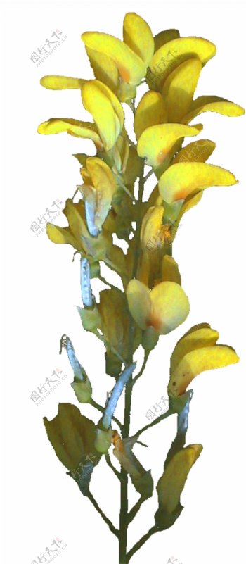 黄色小花茂盛的树3d模型
