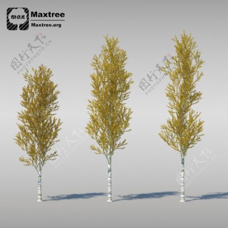 3d渲染杨树模型