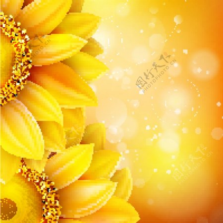 橙色背景向日葵花朵金色纹理素材